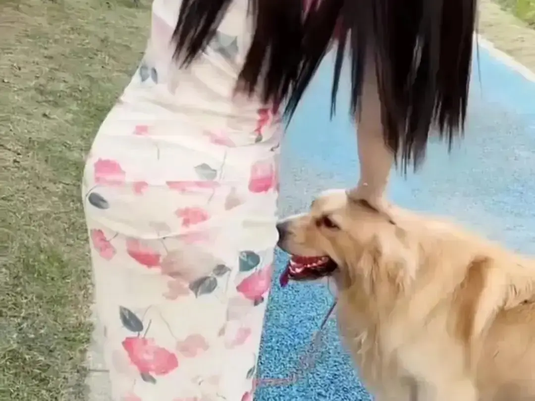 《抖音香香公主与爱犬金毛》爆火日常互动完整版在线观看-抖音香香公主与爱犬直播回放高清免费-爱犬金毛撒娇讨喜全收录-抖音香香公主与爱犬网盘资源无广告秒播
