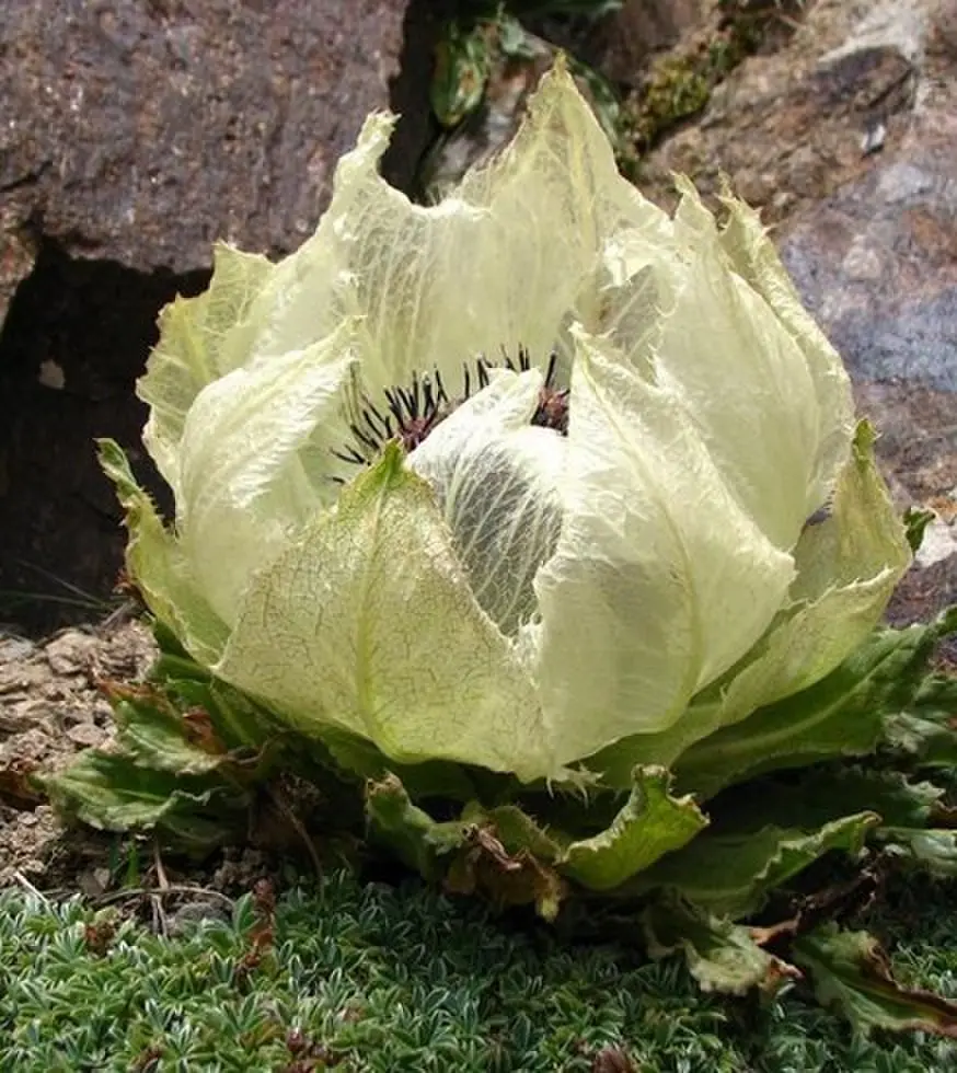 《禁忌凝视》无删减版欧美电影 - 高清完整版在线观看 - 免费播放剧情片HD资源